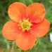 Potentilla Hopley's Orange C2